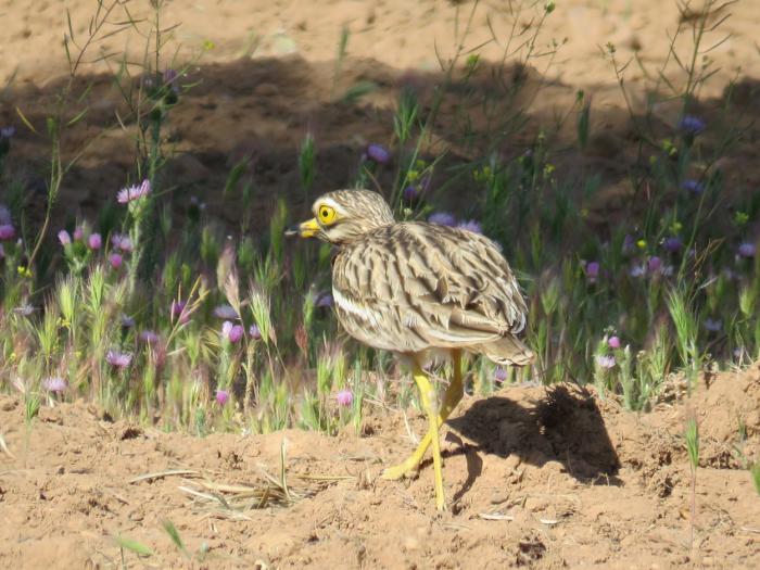 El proyecto LIFE Estepas de La Mancha “toma el pulso” a poblaciones de aves esteparias en cuatro ZEPA de Castilla-La Mancha