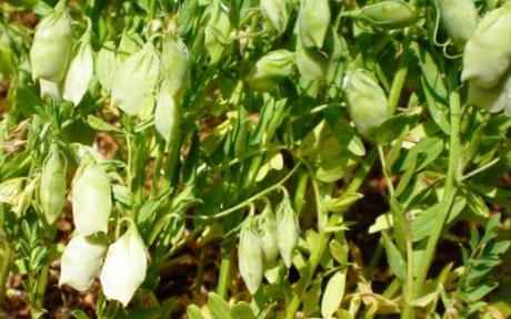 Asaja Cuenca convoca a productores de lenteja a una reunión en Motilla para analizar la situación de este cultivo