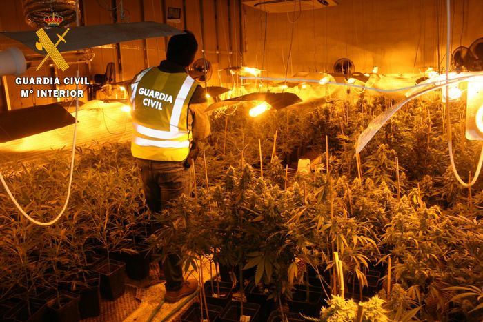 La Guardia Civil detiene a cuatro personas e incauta 1.315 plantas de marihuana