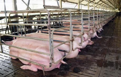 La macrogranja de cerdos de Almendros está a 84 metros de una zona ZEPA