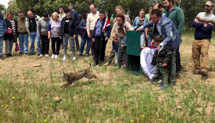 Martínez Arroyo alude al sentimiento europeo y al “rotundo éxito” del programa ‘Life+Iberlince’ durante la suelta de ‘Pica’, el último ejemplar liberado este año en la región