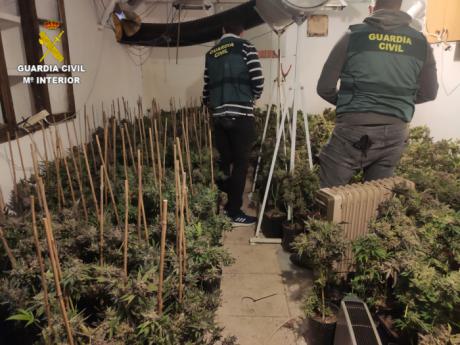 Desmantelada una plantacio&#769;n “indoor” de cannabis sativa en Alarco&#769;n