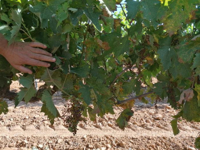 El Mildiu alerta a muchos viticultores de la región