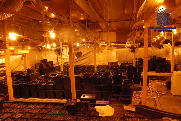 Desmantelan una plantación de marihuana en una nave industrial en la capital