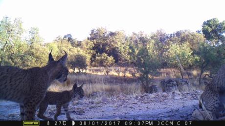 Se confirma el nacimiento en libertad de otros tres cachorros de lince ibérico en estado salvaje en los Montes de Toledo