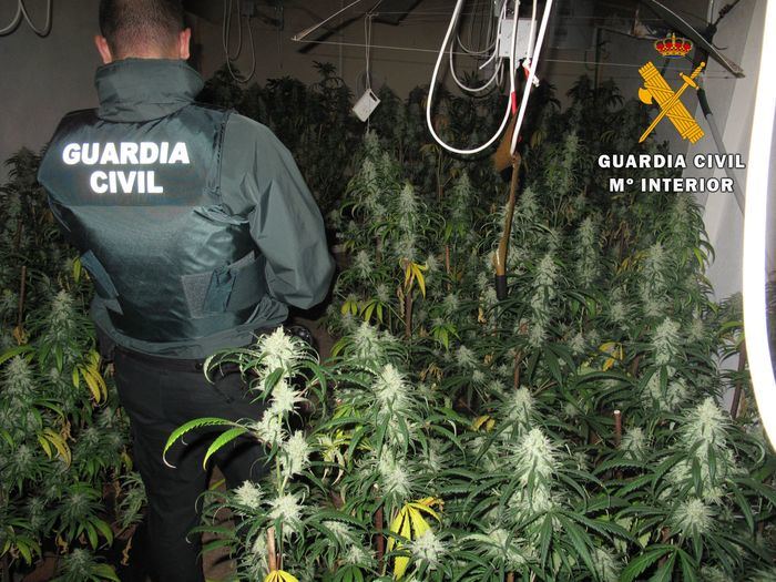 La Guardia Civil desmantela tres plantaciones de marihuana e incauta 518 plantas