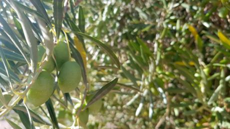 Castilla-La Mancha ha hecho efectivo el pago de 348 millones del adelanto del 70 por ciento la PAC a 90.000 agricultores y ganaderos