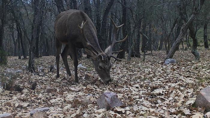 El Instituto de Investigación en Recursos Cinegéticos de la UCLM coordina el nuevo Observatorio Europeo de Fauna Silvestre