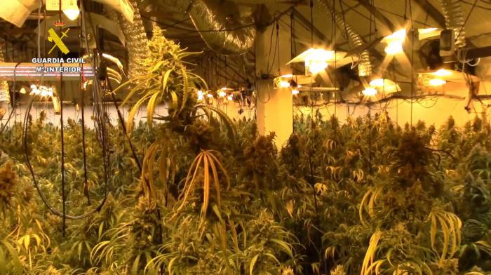 Desmantelada una plantación de marihuana de alto rendimiento en Alcolea del Pinar