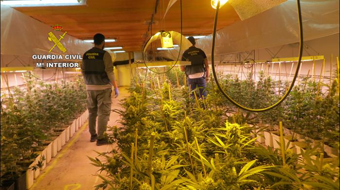 Cambian el cultivo de setas por el de marihuana en Casasimarro