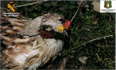 La Guardia Civil investiga a una persona por envenenamiento de fauna protegida