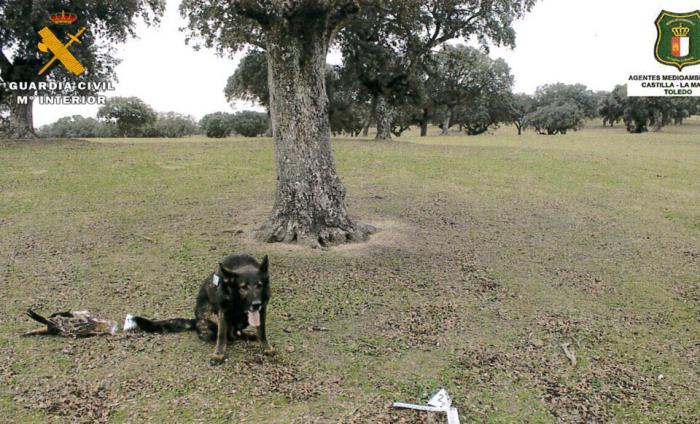 La Guardia Civil investiga a una persona por envenenamiento de fauna protegida