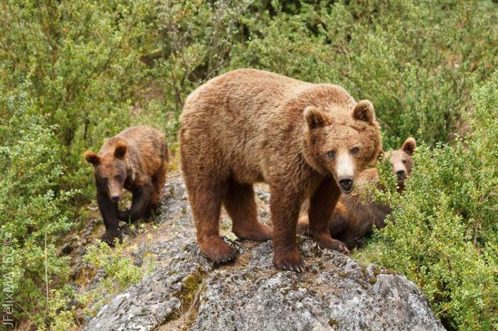 El Parque Cinegético del Hosquillo cerró la temporada 2017 con un nuevo incremento del número de visitantes