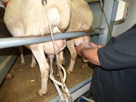 La sectorial ganadera de ASAJA analizará la situación del mercado de la leche de ovino en la región