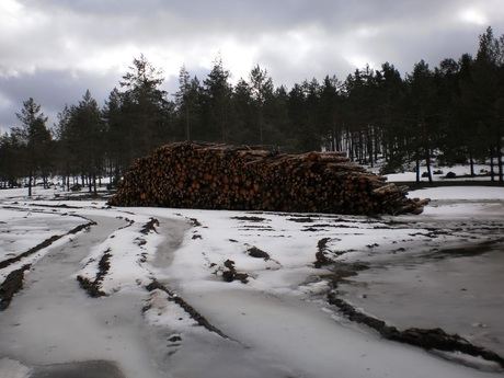 La Junta afirma que la tala en la Serranía es un tratamiento selvícola para paliar los daños de las nevadas