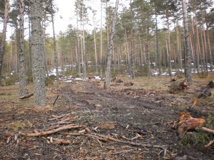 Ecologistas en Acción afirma que los árboles talados en la Serranía “estaban sanos”