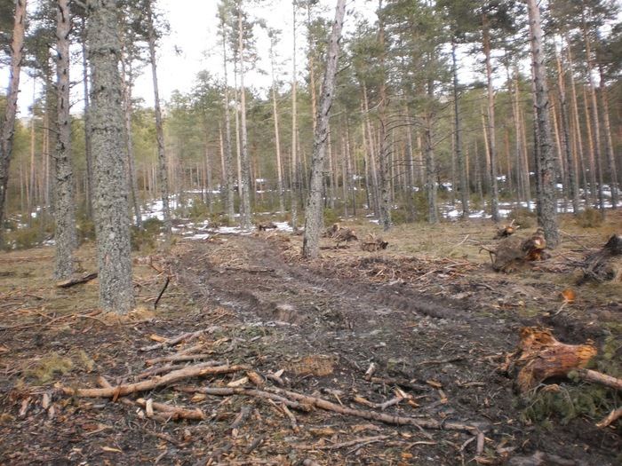 El Juzgado de Primera Instancia archiva la causa por la tala de árboles en la Serranía de Cuenca