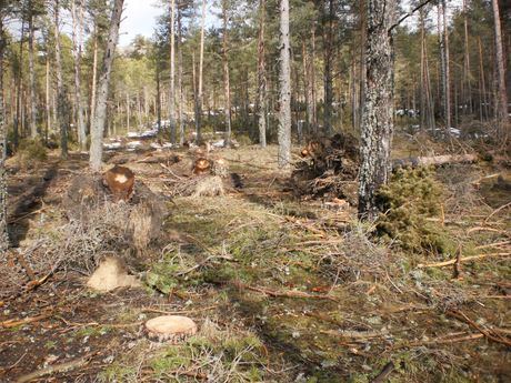 La Audiencia Provincial de Cuenca reabre el caso de las talas ilegales en la Cañada del Mostajo en el corazón del Parque Natural de la Serranía de Cuenca