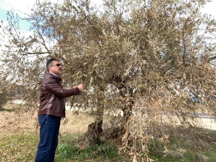 Se abonan 900.000 euros en ayudas a más de 310 olivareros de la provincia por las consecuencias del temporal ´Filomena´