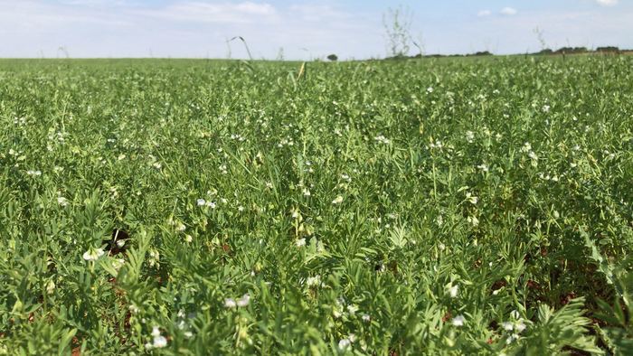 Castilla-La Mancha ha abonado este año más de 3,3 millones de euros de ayudas para cerca de medio millar de agricultores en zona ZEPA