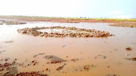 Pérdidas de hasta el 90% en plantaciones de ajo por las intensas lluvias de los últimos días