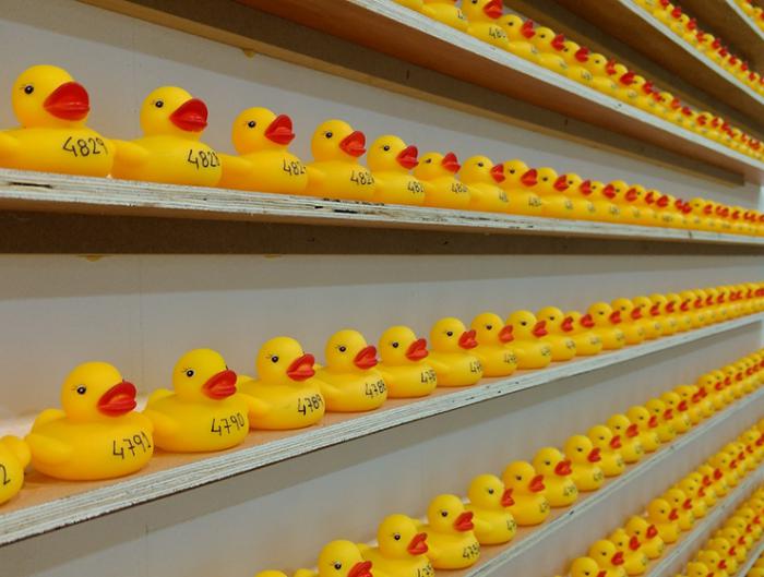 Vuelven a El Mirador los patitos solidarios de Apacu Cuenca