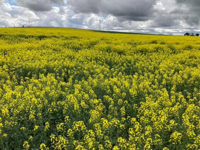 La Junta abona alrededor de 70 millones de euros de la PAC a los agricultores y ganaderos conquenses