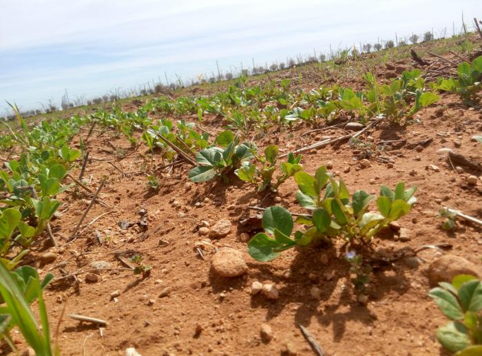 Legumbres manchegas que superan lo ecológico y conservan biodiversidad viajan hasta Biofach