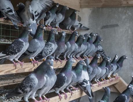 Medio millar de palomas mensajeras serán soltadas en Tarancón para competir en un concurso deportivo