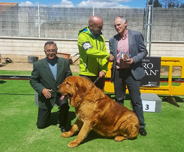 Parrilla felicita en Jábaga a los ganadores del V Concurso de Mastín Español