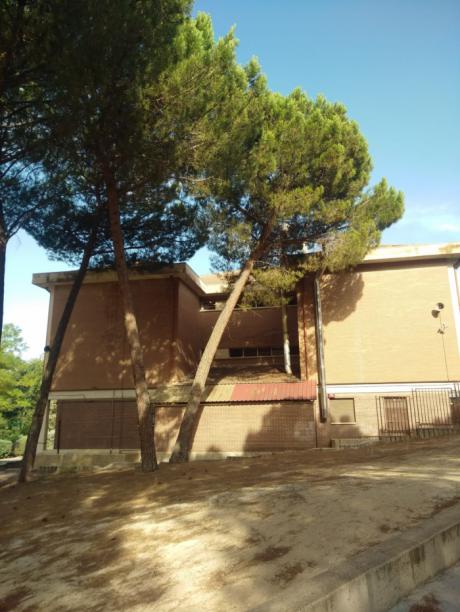 El Ayuntamiento corta los pinos del patio de Educación Infantil del colegio Fuente del Oro por riesgo de caída