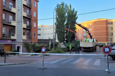 El Ayuntamiento actúa sobre el arbolado de la ciudad para garantizar la seguridad de la ciudadanía