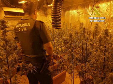 Intervenidas casi 1.000 plantas de marihuana en dos operaciones en distintas localidades de la provincia de Toledo