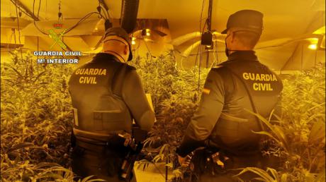 Se desmantela una plantación “indoor” de cannabis sativa