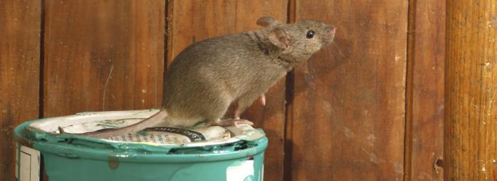 El confinamiento incrementa las plagas de ratas y ratones en las ciudades