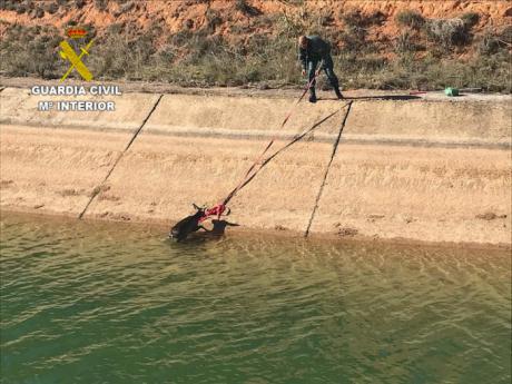 Rescatado un corzo que habi&#769;a cai&#769;do al canal del trasvase Tajo- Segura