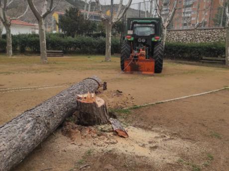 La JGL declara de emergencia la retirada de árboles caídos o afectados gravemente tras el paso de la borrasca Celia