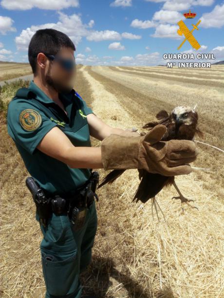 La Guardia Civil recupera un aguilucho lagunero herido en Pulgar