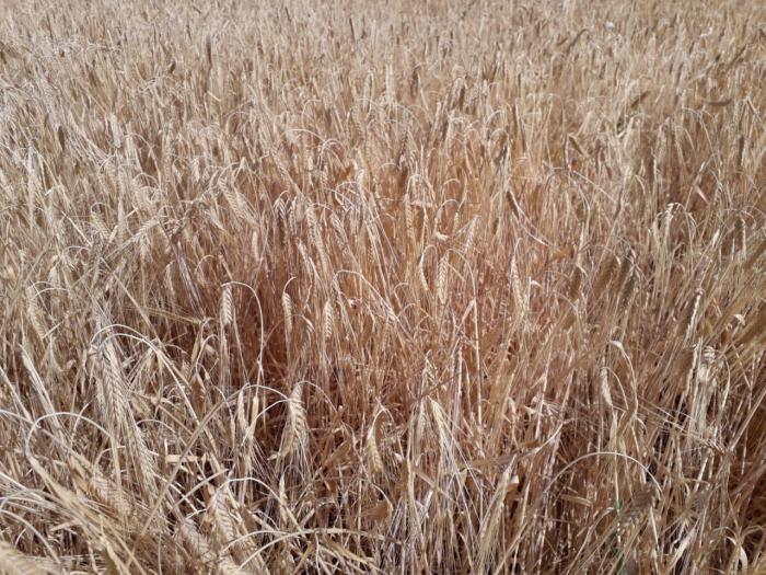 Agroseguro inicia el pago de las indemnizaciones por sequía en cereales con más de 42 millones de euros
