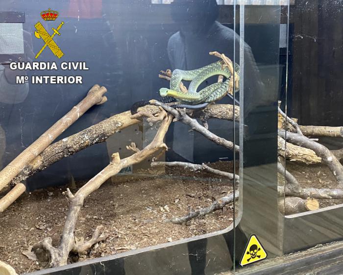 La Guardia Civil investiga al hombre que sufrió una mordedura de serpiente cascabel y le incauta más 40 reptiles muy peligrosos