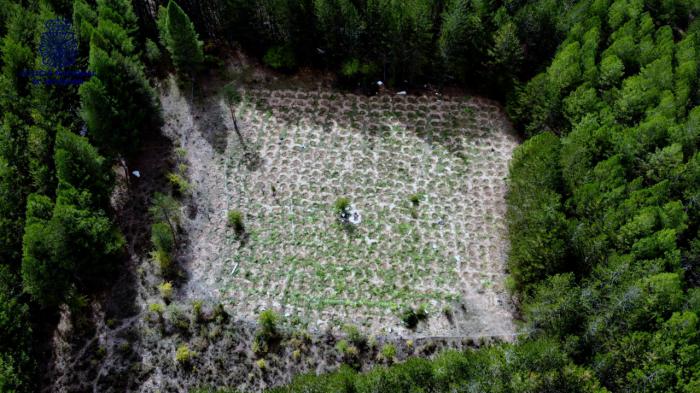 La Policía Nacional desarticula un grupo dedicado al cultivo y distribución de marihuana en la Serranía de Cuenca