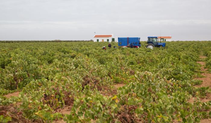 Cooperativas Agro-alimentarias analizará la campaña de la vendimia en Castilla-La Mancha en su tradicional Asamblea Sectorial Vitivinícola