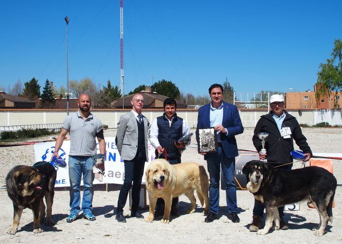 El Ayuntamiento ha colaborado con la organización del VI Concurso Nacional de Mastín Español
