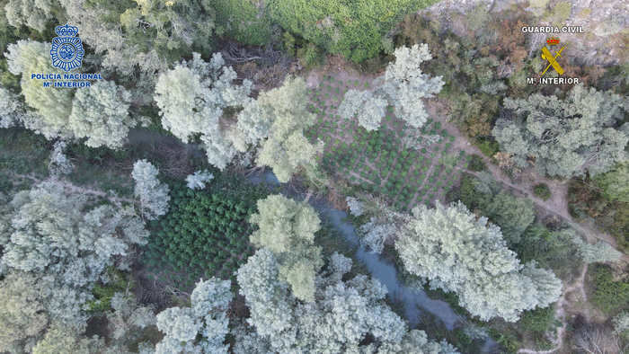 Policía Nacional y Guardia Civil asestan un duro golpe al cultivo de marihuana en Cuenca