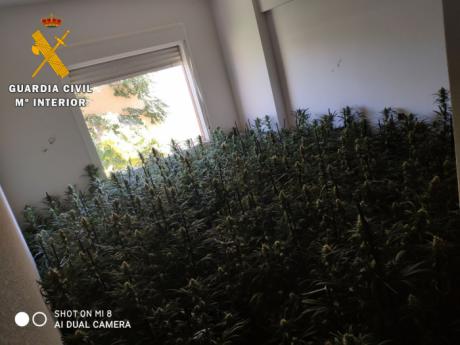 La Guardia Civil ha detenido a 6 personas en la meseta de Ocaña por delitos de cultivo o elaboración de estupefacientes