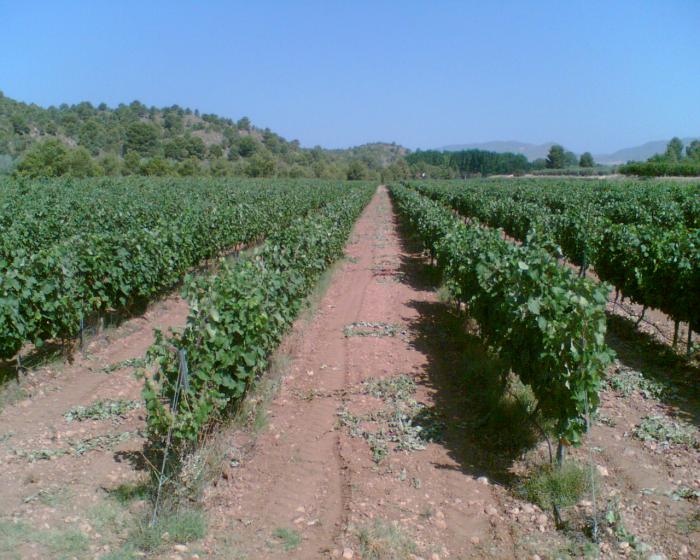 Riesgo de que la campaña del campo a la mesa acabe con la viticultura