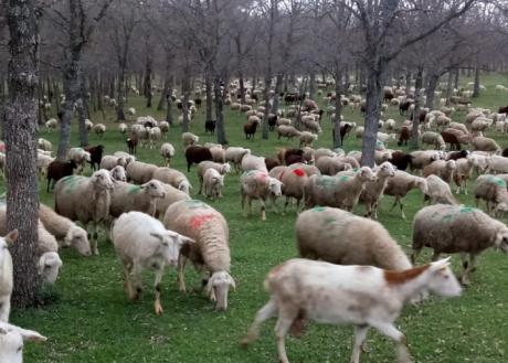 ASAJA alerta que las ayudas que el Ministerio de Agricultura ha anunciado dejarán fuera al 95 por ciento de los ganaderos de ovino y caprino de la región