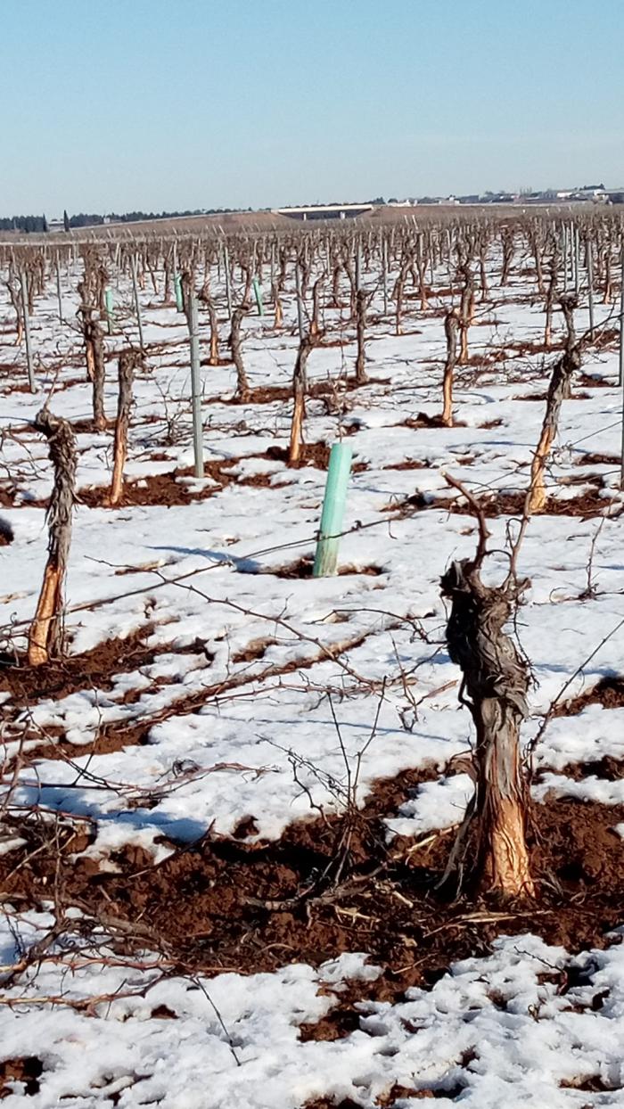 16 municipios de Castilla La Mancha se unen para buscar una solución a la situación de emergencia cinegética por la sobrepoblación de conejos