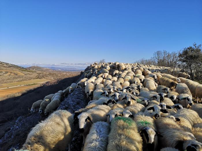 La UCLM participa en un proyecto internacional para evaluar los beneficios económicos y ambientales del pastoreo tradicional
