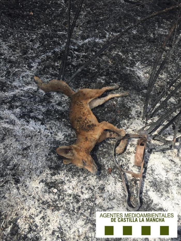 Agentes Medioambientales localizan el cadáver de un zorro calcinado, atrapado en un cepo